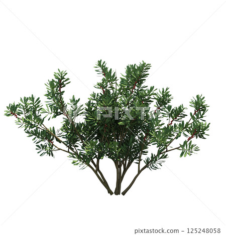 bush isolate on a transparent background, 3D illustration, cg render bush isolate on a transparent background, 3D illustration, cg render 125248058