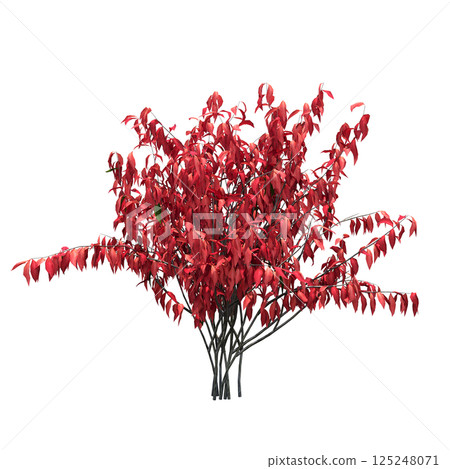 bush isolate on a transparent background, 3D illustration, cg render 125248071