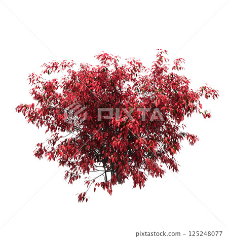 bush isolate on a transparent background, 3D illustration, cg render 125248077