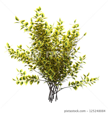 bush isolate on a transparent background, 3D illustration, cg render 125248084