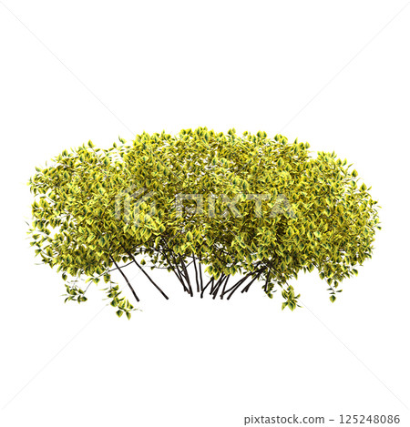 bush isolate on a transparent background, 3D illustration, cg render 125248086