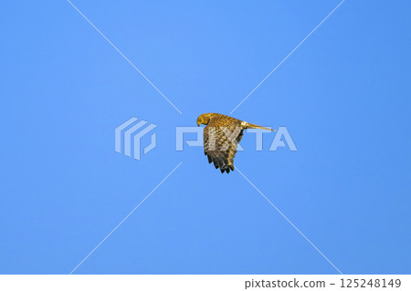 Chuhi Flight 125248149