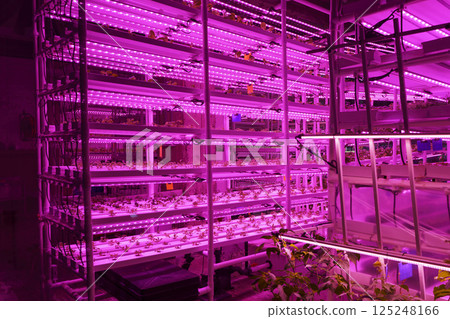 Agriculture greenhouse. Hydroponic growth technology farm garden. Innovation farming and sustainable cultivation concept. Agriculture greenhouse. Hydroponic growth technology farm garden. Innovation farming and sustainable cultivation concept. 125248166