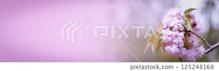 Cherry sakura blossoms branch banner background  125248168