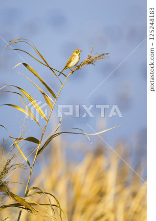 Reed Bunting (male) winter plumage 125248183