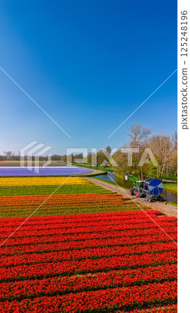 Aerial view of vibrant tulip fields in full bloom, with two tractors drawing water from a canal, creating a striking contrast between nature, machinery, and the colorful rows of flowers. Blue sky. Aerial view of vibrant tulip fields in full bloom, with two tractors drawing water from a canal, creating a striking contrast between nature, machinery, and the colorful rows of flowers. Blue sky. 125248196