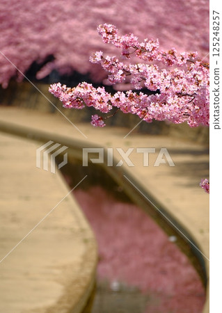Kawazu cherry blossoms blooming along the Yodo Canal in Kyoto Kawazu cherry blossoms blooming along the Yodo Canal in Kyoto 125248257