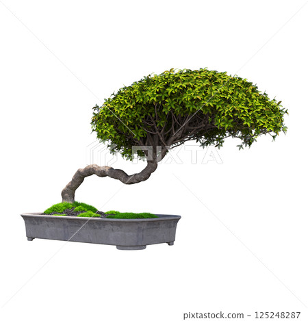 decorative bonsai tree isolated on a transparent background, 3D illustration, cg render decorative bonsai tree isolated on a transparent background, 3D illustration, cg render 125248287