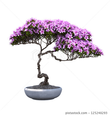 decorative bonsai tree isolated on a transparent background, 3D illustration, cg render 125248293