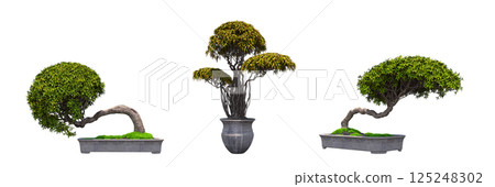 decorative bonsai tree isolated on a transparent background, 3D illustration, cg render decorative bonsai tree isolated on a transparent background, 3D illustration, cg render 125248302