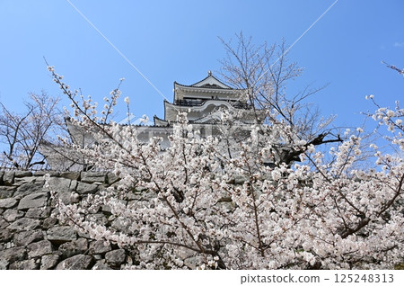 Somei-yoshino cherry blossoms and a clear sky (Fukuyama Castle) Somei-yoshino cherry blossoms and a clear sky (Fukuyama Castle) 125248313