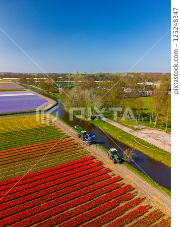 Aerial view of vibrant tulip fields in full bloom, with two tractors drawing water from a canal, creating a striking contrast between nature, machinery, and the colorful rows of flowers. Blue sky. 125248347
