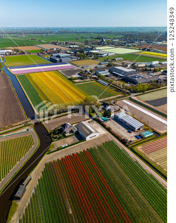 Aerial view of vibrant tulip fields in full bloom, surrounding industrial buildings in a rural landscape. Colorful rows of flowers stretch toward the horizon, blending nature with agriculture. 125248349