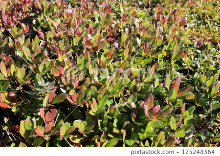 健康的葉子 125248364