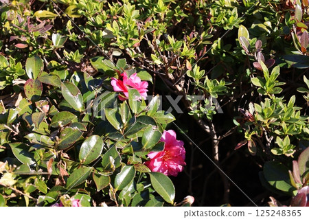 藤川服務區的粉紅山茶花 125248365