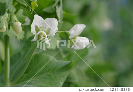 Snappy flowers 125248386