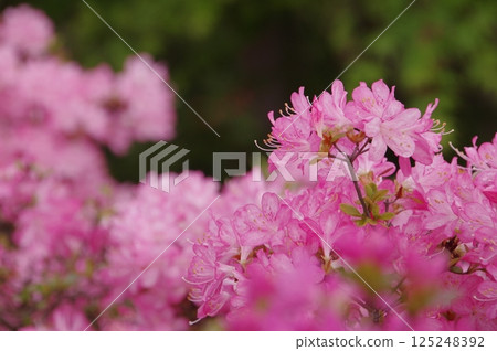 Kurume azalea 125248392