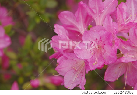 Kurume azalea 125248393