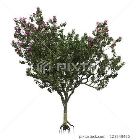 big tree, isolate on a transparent background, 3d illustration big tree, isolate on a transparent background, 3d illustration 125248430