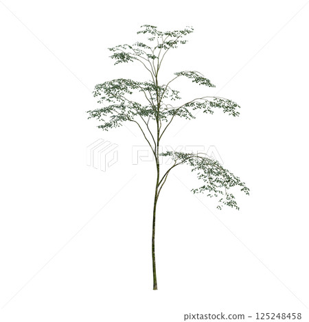 big tree, isolate on a transparent background, 3d illustration 125248458