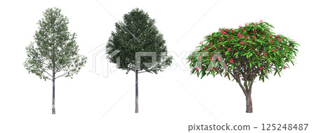 big tree, isolate on a transparent background, 3d illustration 125248487