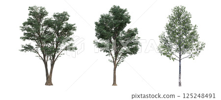 big tree, isolate on a transparent background, 3d illustration 125248491