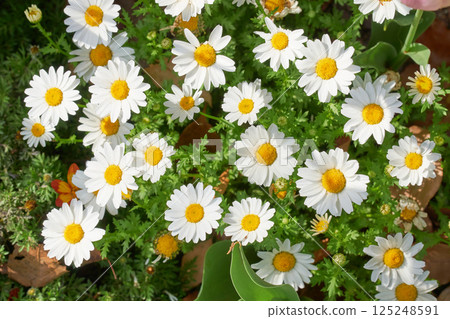 美麗的白色和黃色北極花 125248591