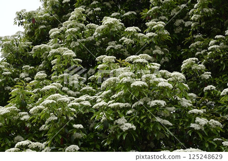 Flying flowers Flying flowers 125248629