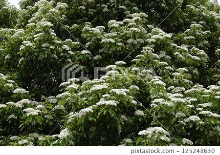 Flying flowers 125248630