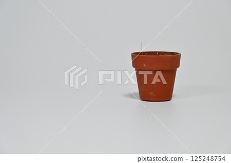 盆栽與空白 盆栽與空白 125248754