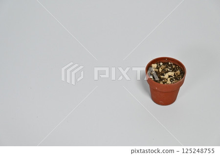 盆栽土 125248755