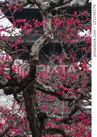 Plum blossoms at Toji Temple Plum blossoms at Toji Temple 125248778