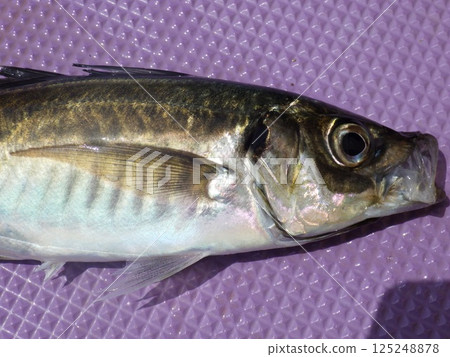 I caught a horse mackerel I caught a horse mackerel 125248878