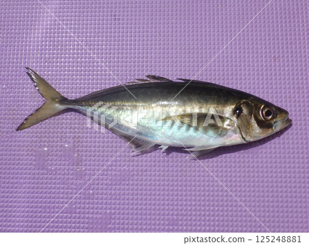 我抓到了一條竹莢魚 我抓到了一條竹莢魚 125248881