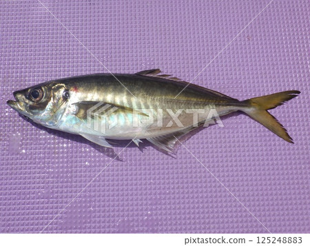 I caught a horse mackerel I caught a horse mackerel 125248883