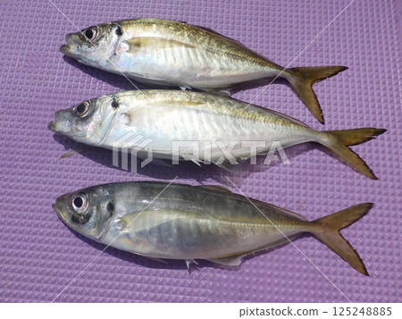 I caught a horse mackerel I caught a horse mackerel 125248885