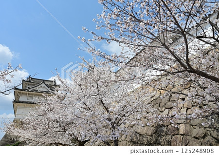 Fushimi Tower and Somei-Yoshino Cherry Blossoms (Fukuyama Castle) 125248908