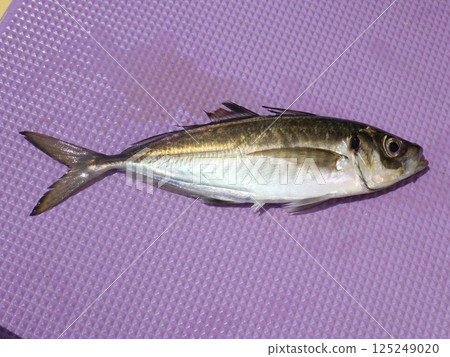I caught a horse mackerel I caught a horse mackerel 125249020