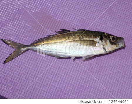 I caught a horse mackerel I caught a horse mackerel 125249021