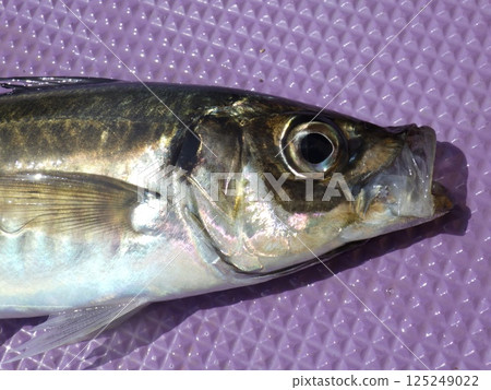 I caught a horse mackerel I caught a horse mackerel 125249022