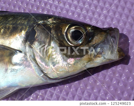 I caught a horse mackerel I caught a horse mackerel 125249023