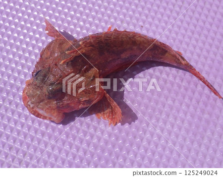 我釣到了一條石斑魚 125249024