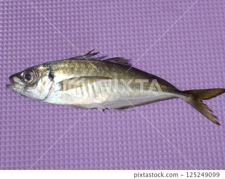 I caught a horse mackerel I caught a horse mackerel 125249099