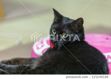 Black cat  125249186