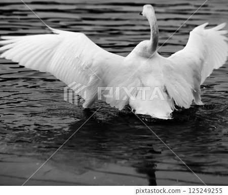 A swan with its pure white wings spread A swan with its pure white wings spread 125249255
