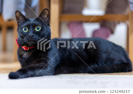 Black cat  125249257