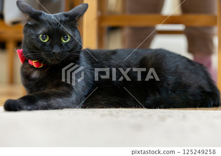 黑貓 125249258