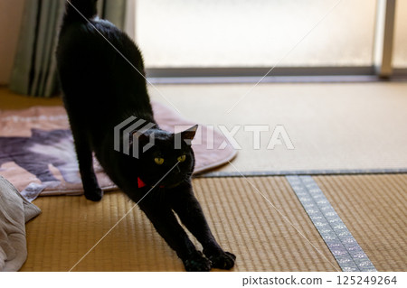 Black cat  125249264