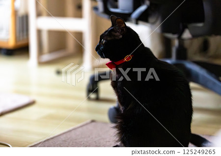 Black cat  125249265