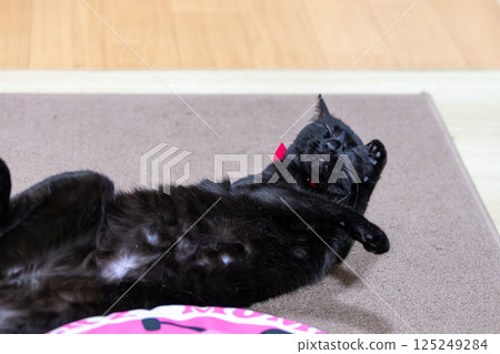 Black cat  125249284